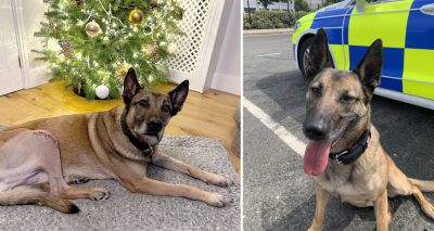 Retired police dog back home for Christmas after surgery